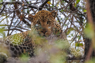 Leopard im Versteck; Panthera pardus