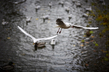 Seagulls flying over autumnal pond
