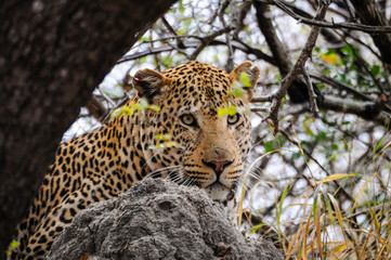 Leopard im Versteck; Panthera pardus