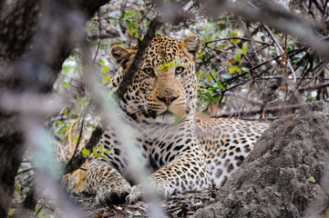 Naklejka premium Leopard im Versteck; Panthera pardus