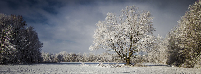Panoramic Pristine Winter Scenery. Panoramic and pastoral scene blanketed by fresh fallen snow showcasing the frigid beauty of winter. Yale, Michigan.
