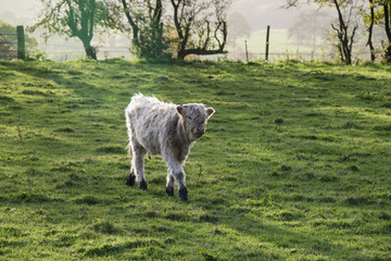 Fototapeta premium highland calf