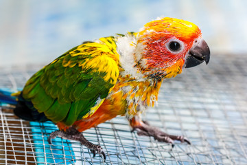 Sun Parakeet or Sun Conure, the beautiful yellow parrot bird