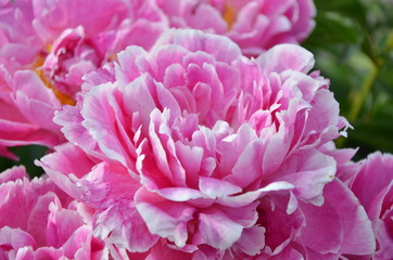 Blooming peony in the garden 