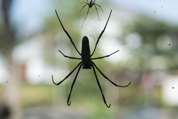 silhouette of golden silk orb with green background.