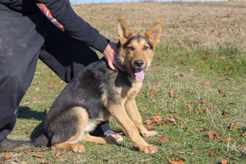 keep German shepherd