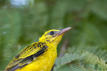 a juvenile Black-naped Oriole(Oriolus chinensis)