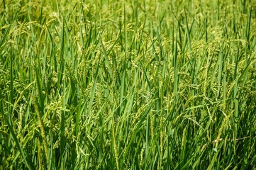 green rice tree in country garden Thailand