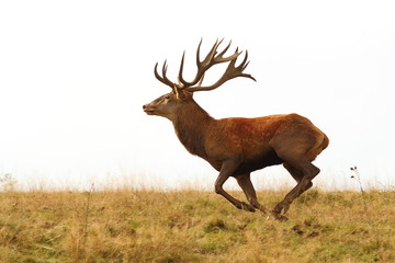 deer buck running wild