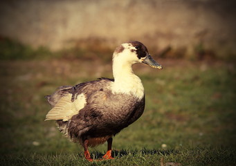 domestic duck on lawn