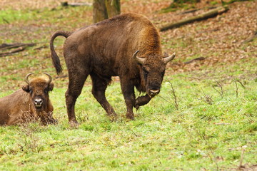 european bison on meadow