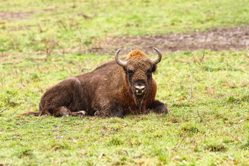 Naklejka na ściany i meble european bison