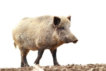 Naklejka na ściany i meble full length isolated wild boar