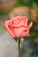 pink rose flower in nature garden