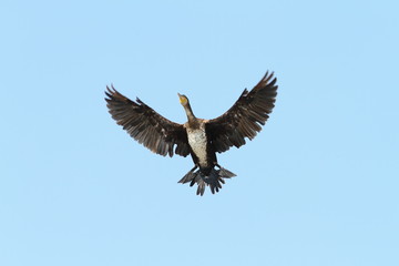 great cormorant spreading wings over blue sky
