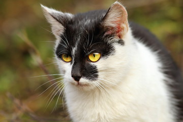 portrait of a cat in the garden