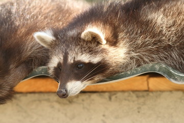 portrait of a raccoon in zoo