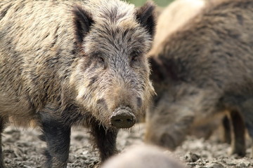 portrait of curious wild hog