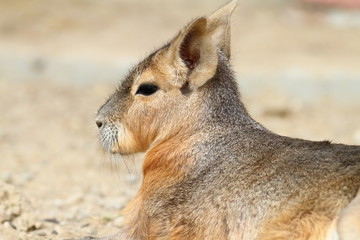 Fototapeta premium portrait of patagonian cavy