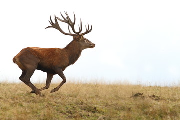 red deer buck running on clearing
