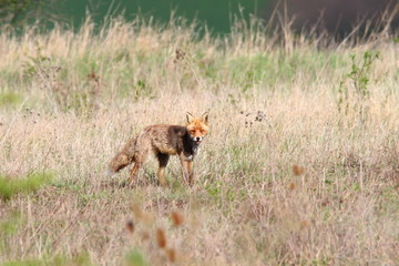 red fox in the field