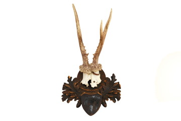 roe deer hunting trophy over white
