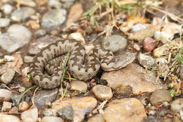 small nose horned viper