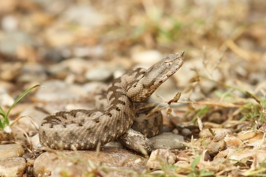 Vipera ammodytes