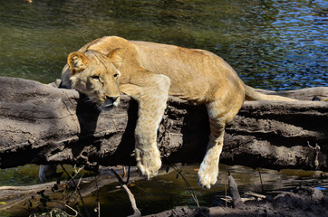 Lion on a tree trunk by a river