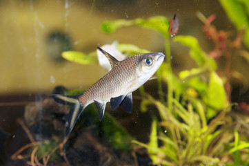 Bala shark in acquarium