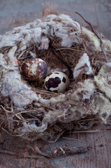 Natural quail eggs in the nest