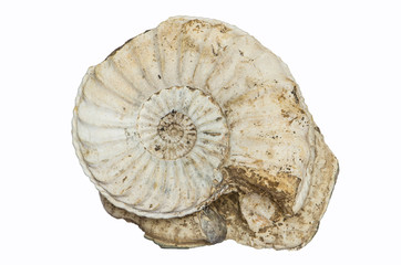 Pleuroceras, ammonite fossile su matrice