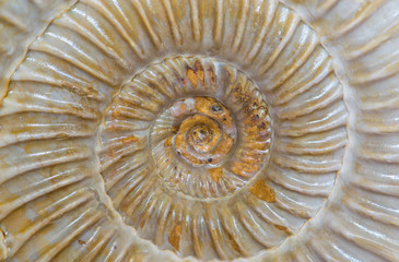 Dactylioceras, ammonite fossile color ambra