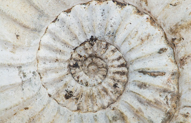 Pleuroceras, ammonite fossile