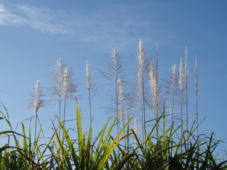 Flower of sugarcane and clear blue sky
