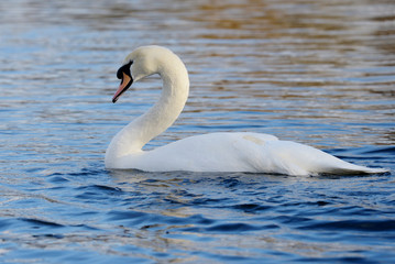 Fototapeta premium Mute Swan, cygnus olor