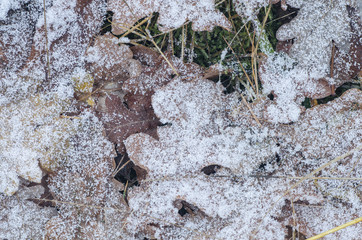 fallen leaves under hoarfrost