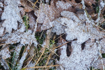 fallen leaves under hoarfrost