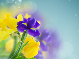 Obraz na płótnie Canvas spring narcissus and iris