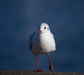 Le  Goeland