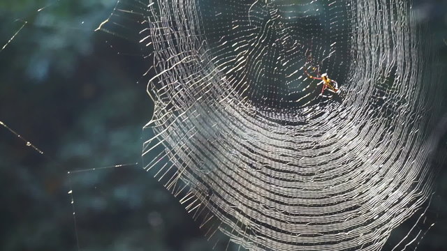 Spider on web in forest sunshine. Abstract trap and danger