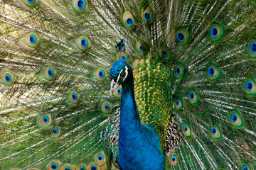 Obraz premium Peacock