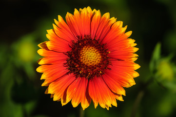 Flower orange-yellow gradient
