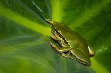 Croaking frog