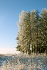 Winter. Russian forest