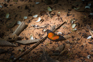 Butterfly on forest floor