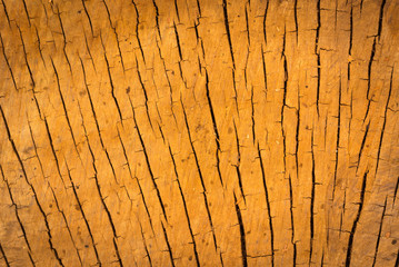 Wood cracks © Herr Loeffler