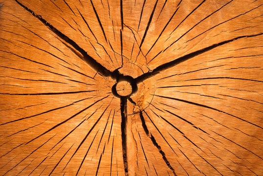 Wood disk cracks