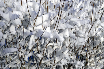 Fresh snow on shrubbery
