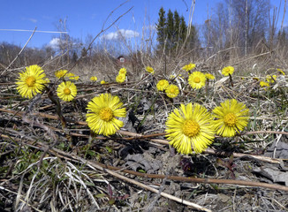 Butterbur